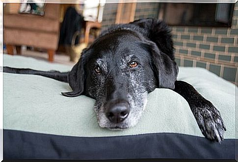 Signs Your Dog is Aging: Know Some