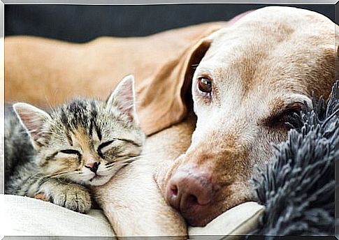 elderly dog ​​sleeping with kitten