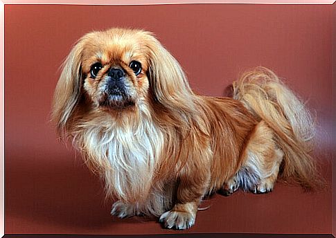 Pekingese