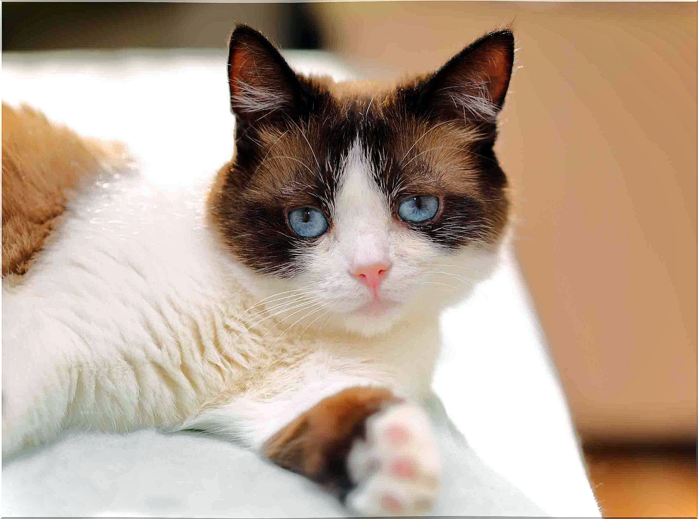 snowshoe cat