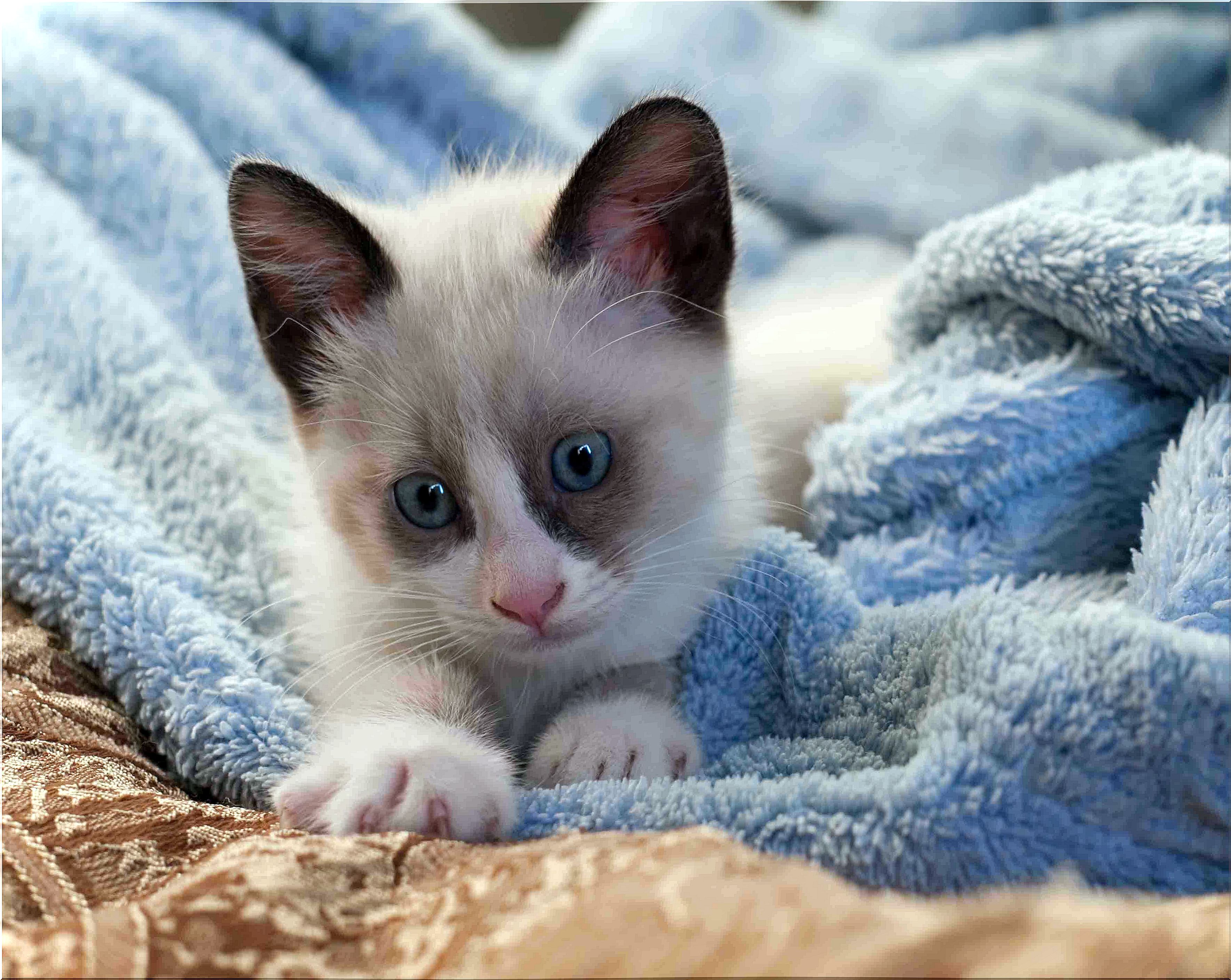 snowshoe kitten