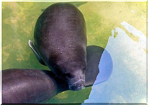 manatee