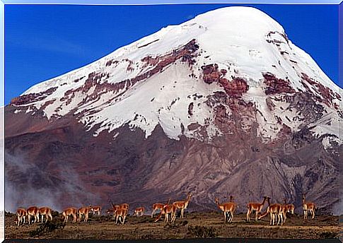 Ecuadorian fauna