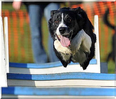 The most famous canine trainers in Spain