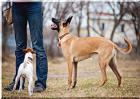 dogs-understand-people