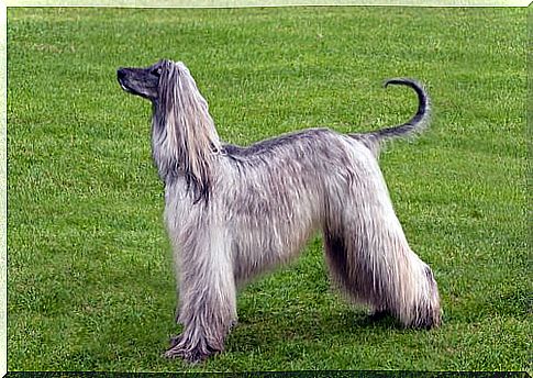 Tasi or Afghan Dog: Meet this long-haired breed