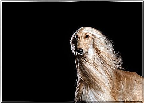 afghan hound