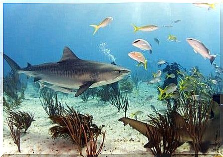 The biggest sharks on the planet