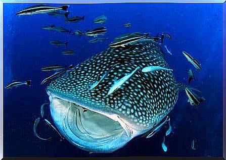 Biggest sharks in the world: whale shark