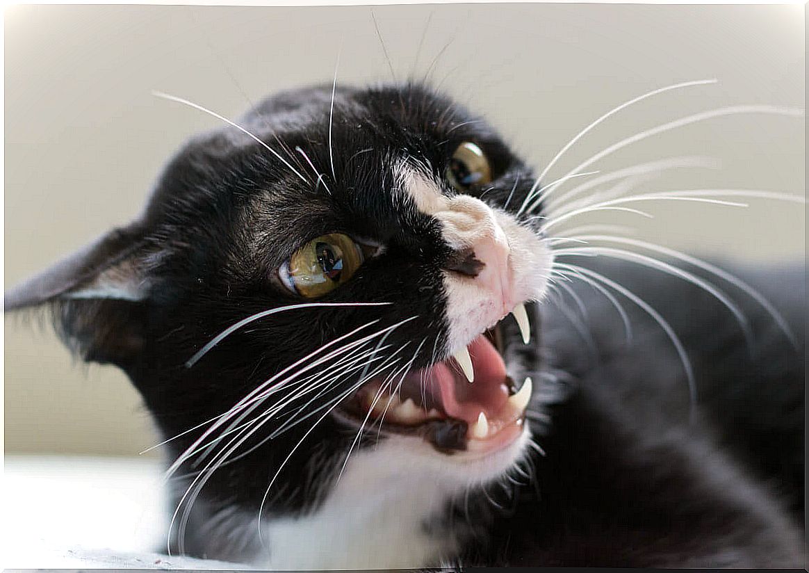 most common behavioral disorders in cats