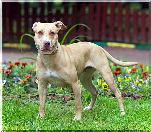 american-pitbbull-terrier-1024x848