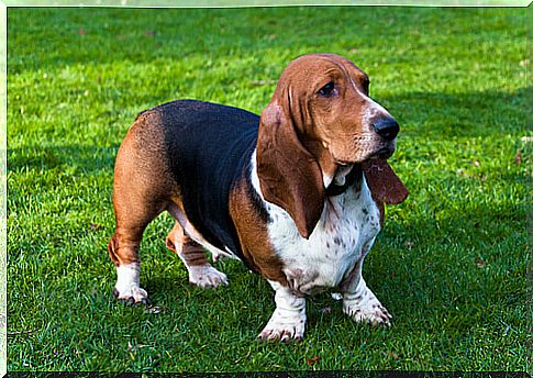 The Basset Hound: An Amazing Dog