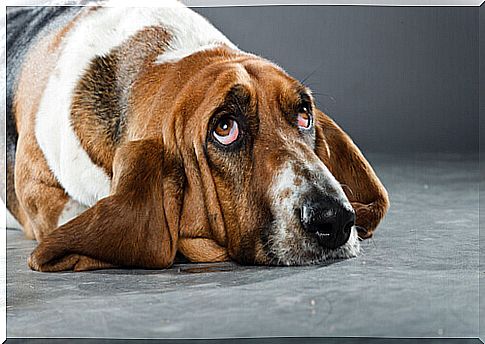 Basset Hound Dog