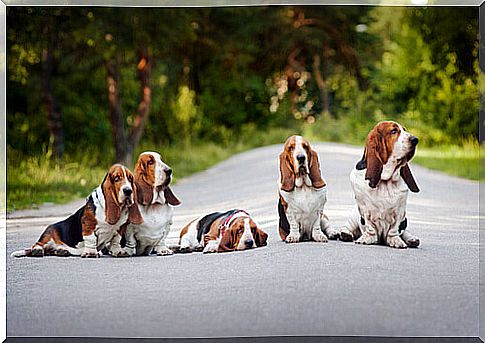 Basset Hound Dogs