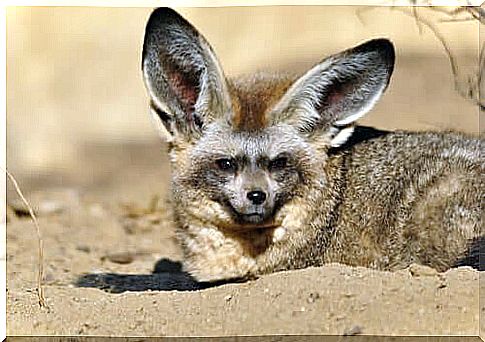 The bat-eared fox: its hunting techniques