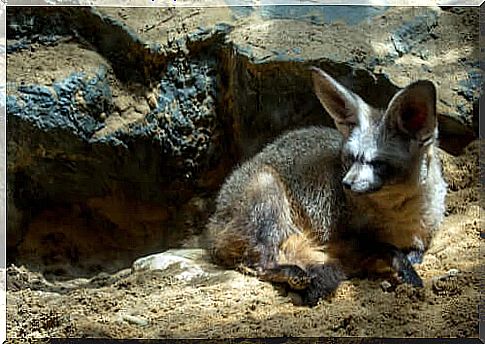 the bat-eared fox