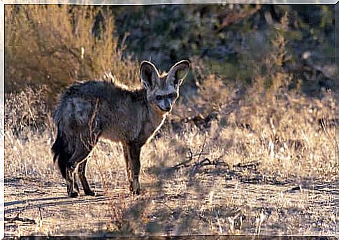 the bat-eared fox