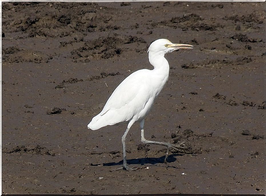 The Cattle Egret, the bird that conquered the world