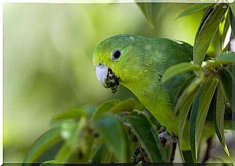 The Caturrita Argentina, a very scandalous bird