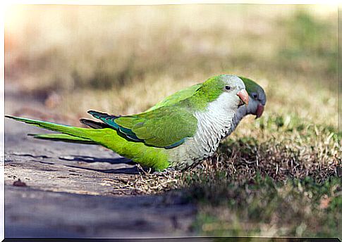 Parrot Characteristics