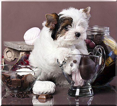 The danger of chocolate for dogs