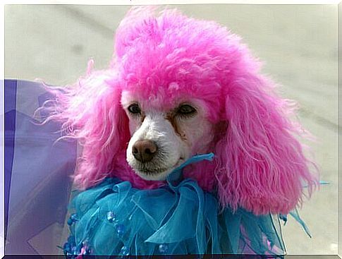 pink painted poodle