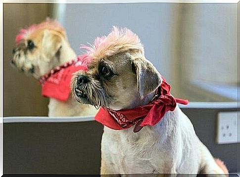 Groomed dog with dyed fur