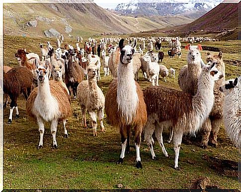 The differences between llamas and alpacas