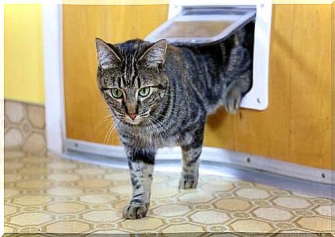 The different types of cat doors and how to choose