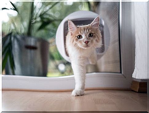 types of cat doors