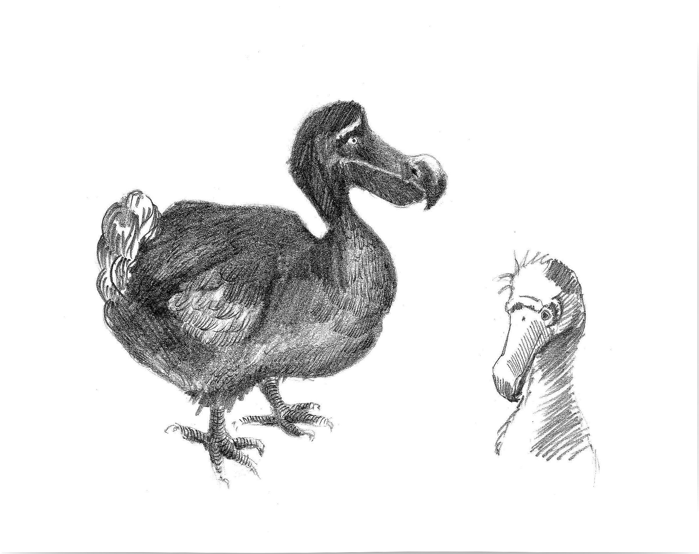 How and why was the dodo extinct?