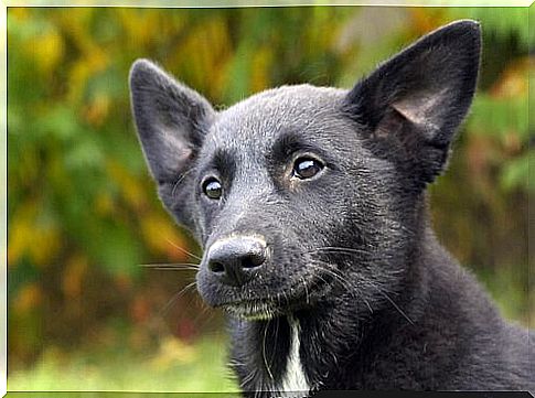 Canaan Dog Characteristics