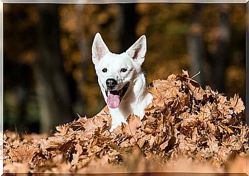 Canaan Dog Behavior