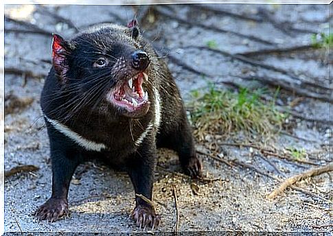 The fauna of Tasmania