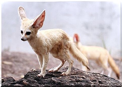 The desert fenugreek or fox