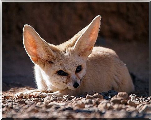 desert fox or fenugreek