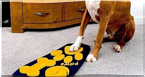 The first television remote control for dogs