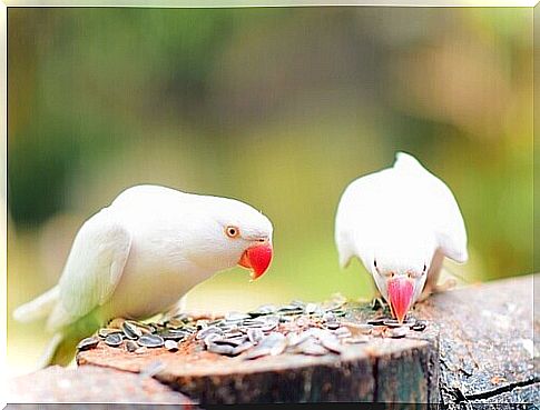 birds eating seeds