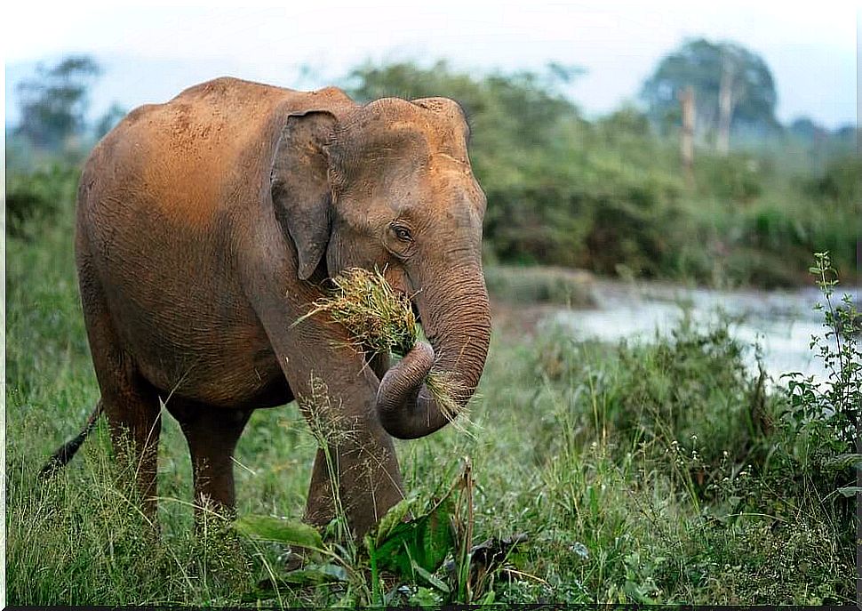 herbivorous elephant