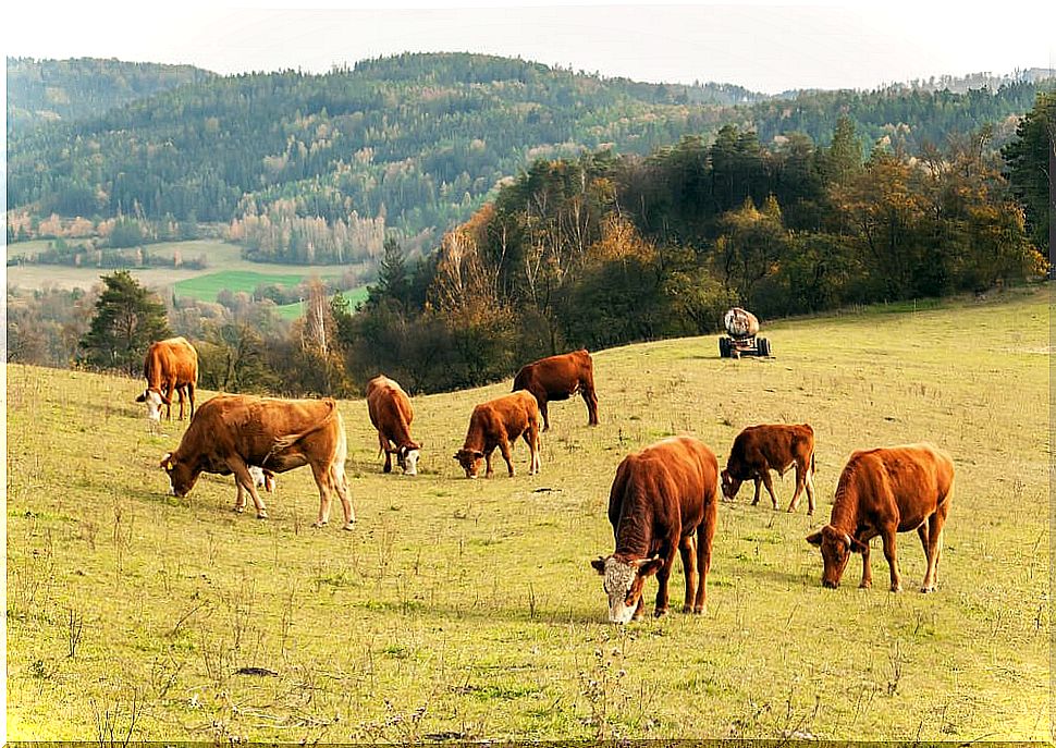 Grazing cows: the importance of herbivores in the ecosystem.