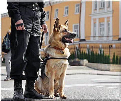 Guardian and Protector Dogs