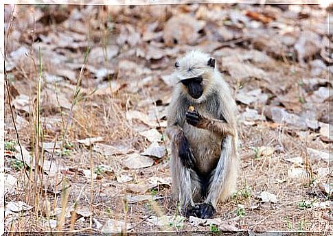 The langur of Hanuman, the monkey god