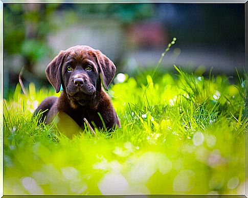 labrador puppy