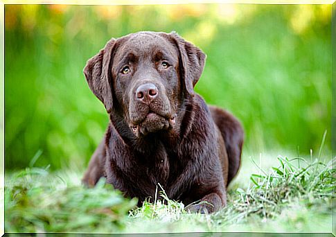 labrador