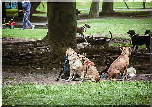 dogs on the street