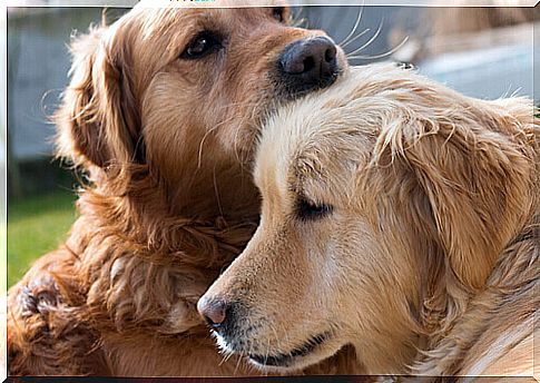 dogs sniffing each other