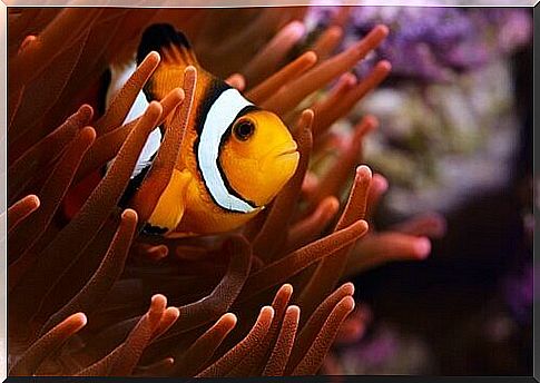 Clownfish in an anemone