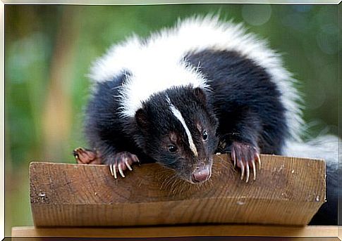 female opossum