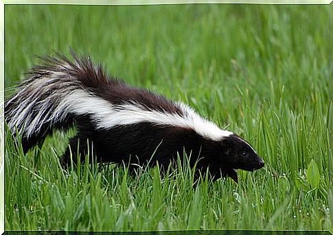 skunk