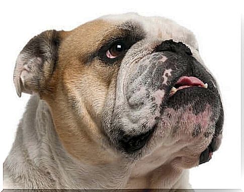 The reasons why bulldogs drool